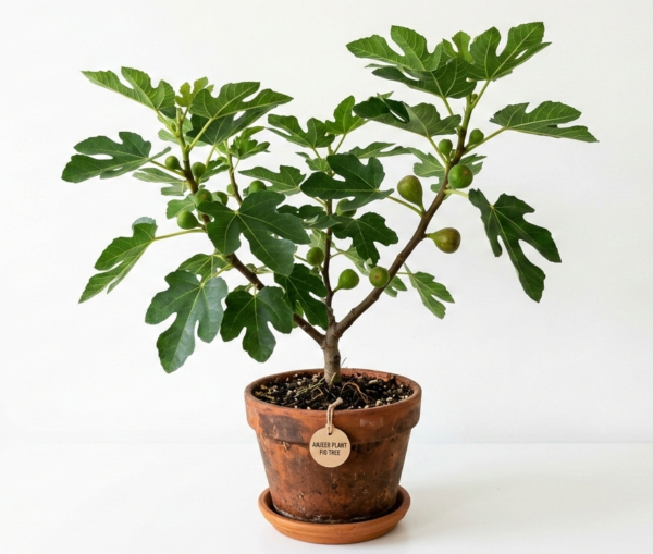 Anjeer/Athi Pallu/Anjura/Figs Original Healthy Live Plant
