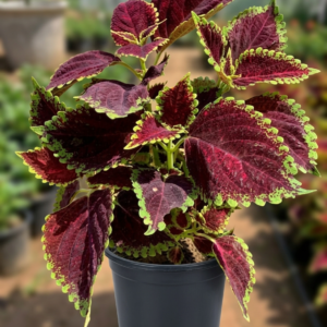 Coleus Hybrid Red Healthy Plant - Image 3