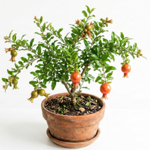 Pomegranate/Anar Hybrid Grafted Healthy Plant