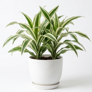 Dracaena Victoria Healthy Indoor Plant