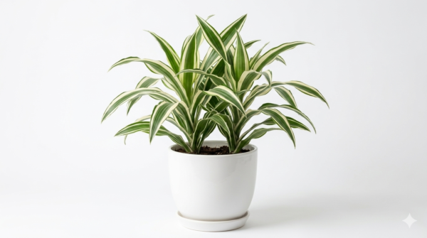 Dracaena Victoria Healthy Indoor Plant