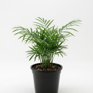 Dwarf Mini Parlor Palm (Chamaedorea elegans) Indoor Plant
