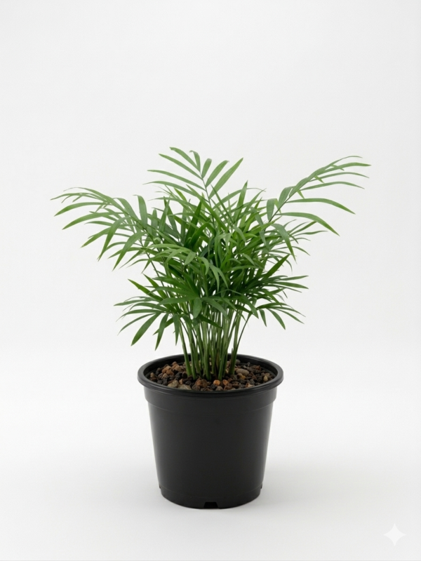 Dwarf Mini Parlor Palm (Chamaedorea elegans) Indoor Plant