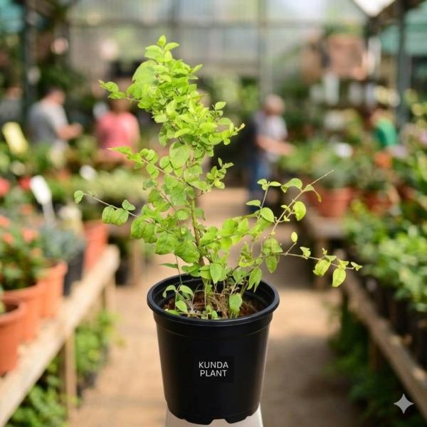 Kunda/Downly Jasmine Hybrid healthy Live Plant
