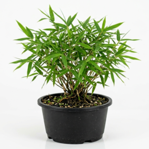 Chinese Mini Lucky Bamboo Indoor Healthy Plant