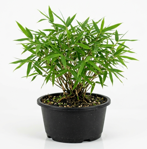 Chinese Mini Lucky Bamboo Indoor Healthy Plant