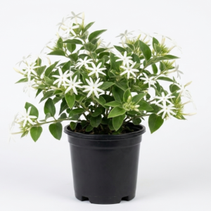 Kunda/Star Downy Jasmine Healthy Flower Plant