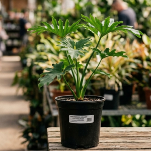 Philodendron Selloum Indoor Split Leaf Plant - Image 4