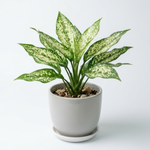 Aglaonema Snow White Indoor Healthy Plant