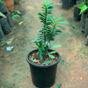 Devil's Backbone/Zig Zag Pedilanthus Tithymaloides Indoor Live Plant - Image 3