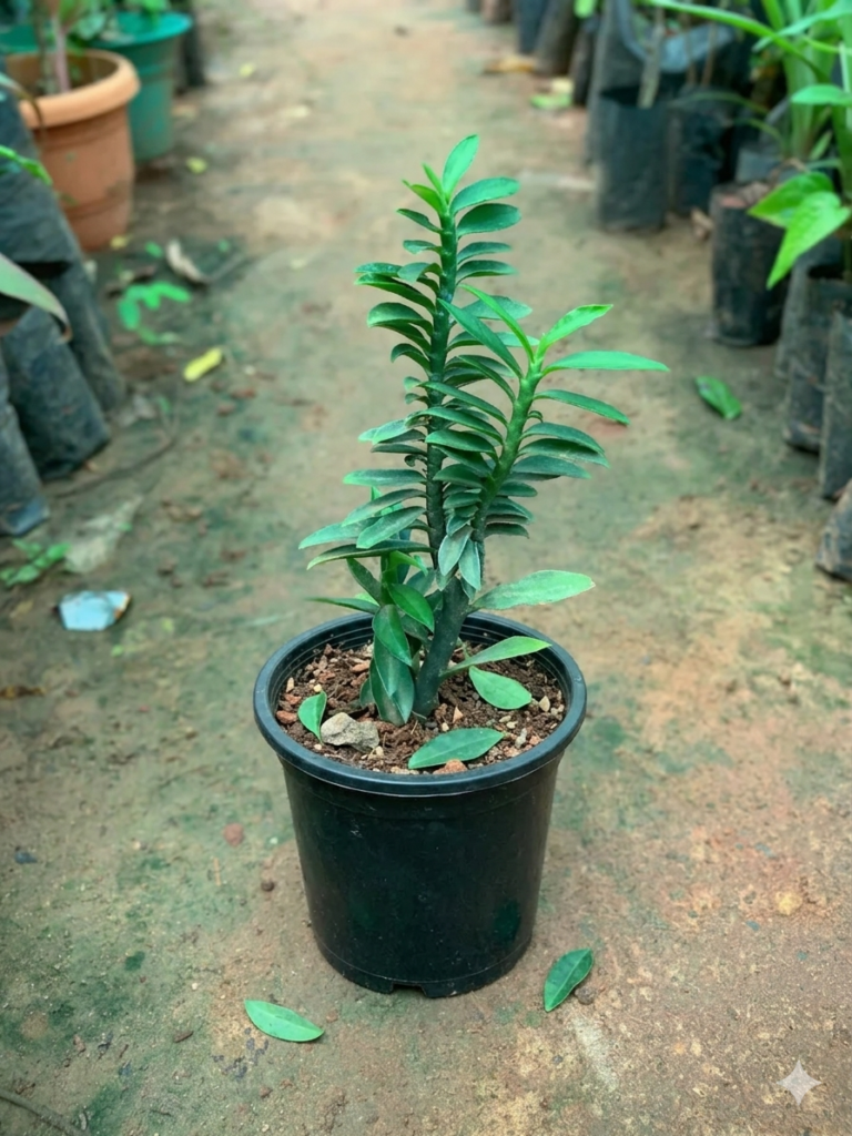 Devil's Backbone/Zig Zag Pedilanthus Tithymaloides Indoor Live Plant