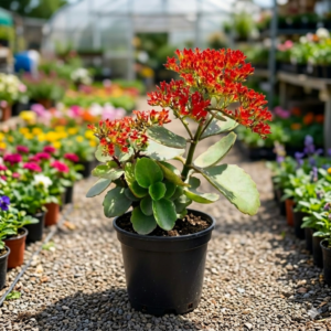 Kalanchoe Succulant Flower Healthy PLant - Image 4