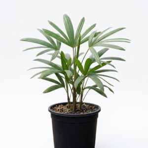 Rhapis/lady Plam Ornamental Indoor Plant