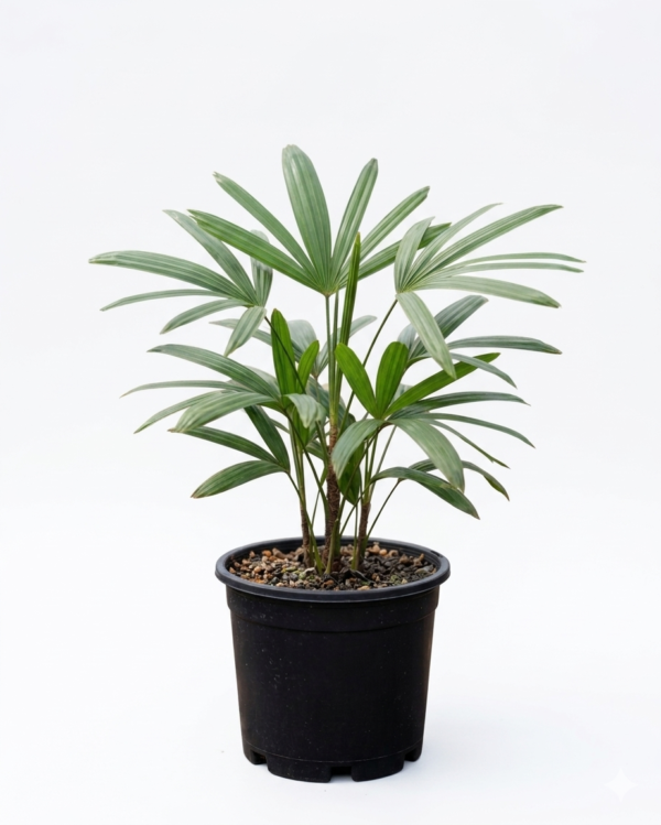 Rhapis/lady Plam Ornamental Indoor Plant