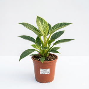 Philodendron Birkin Live Indoor Plant