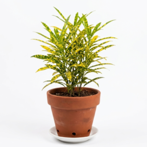 Chironji Croton Healthy Indoor Plant