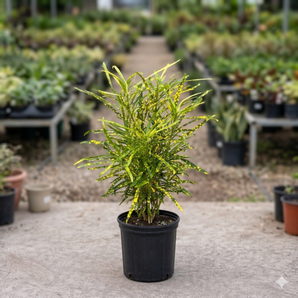 Chironji Croton Healthy Indoor Plant