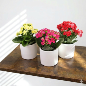 Kalanchoe Succulant Flower Healthy PLant