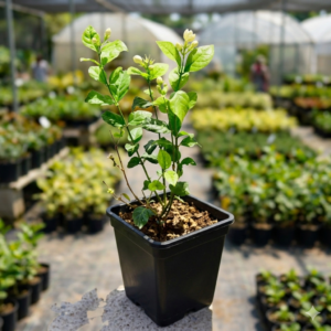 Jasmine/Mini Mogra Live Healthy Plant - Image 3