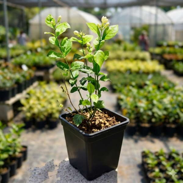 Jasmine/Mini Mogra Live Healthy Plant