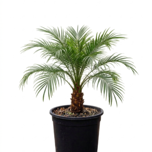 Phoenix Palm Indoor Plant