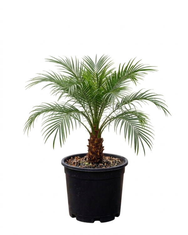 Phoenix Palm Indoor Plant