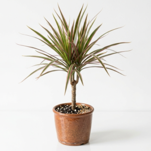 Dracena Marginata Tricolor Ornamental Indoor Plant