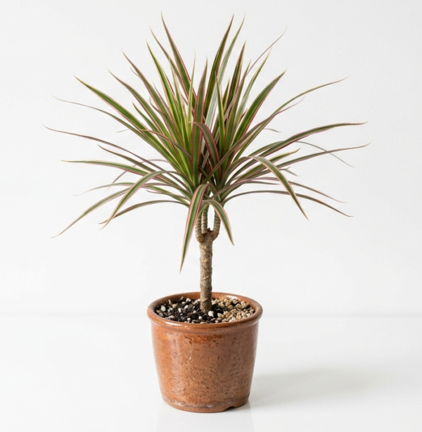 Dracena Marginata Tricolor Ornamental Indoor Plant