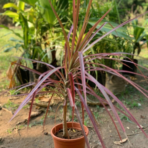 Dracena Marginata Tricolor Ornamental Indoor Plant - Image 4