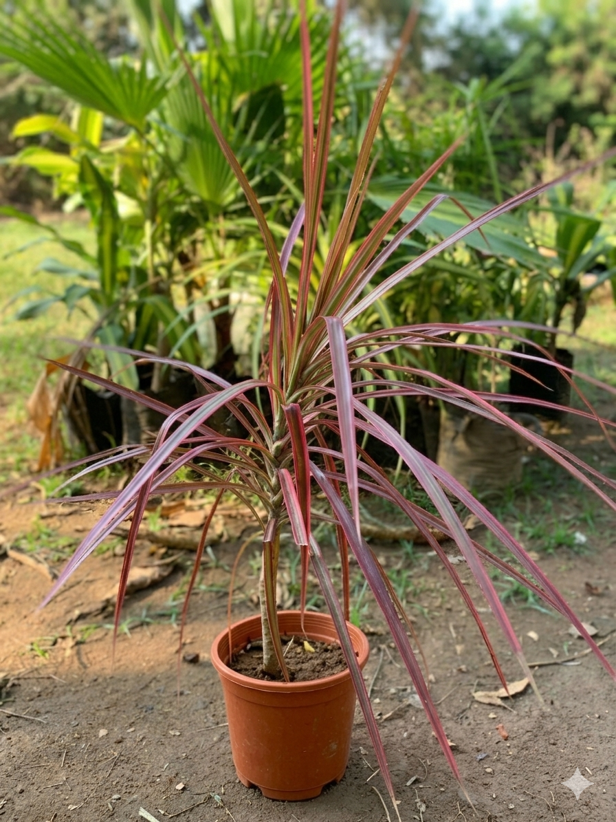 Dracena Marginata Tricolor Ornamental Indoor Plant - Image 4