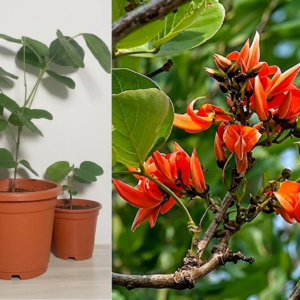 Palash/Flame Of The Forest(Butea Monosperma) Hybrid Healthy Plant - Image 2