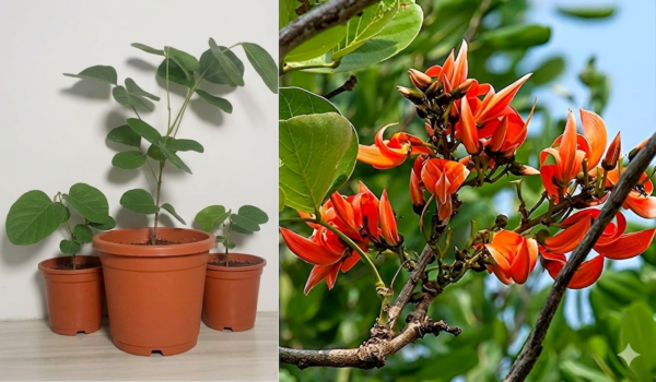 Palash/Flame Of The Forest(Butea Monosperma) Hybrid Healthy Plant