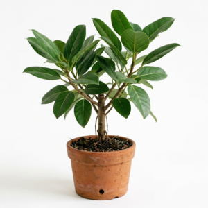 Bargad/Vad/Ala/Marri/Peral/Boharr/Bara Healthy Banyan Live Plant