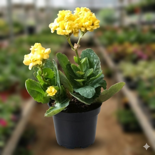 Kalanchoe Succulant Flower Healthy PLant