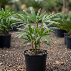 Rhapis/lady Plam Ornamental Indoor Plant - Image 3