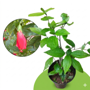 Red Sleeping Hibiscus (Malvaviscus arboreus) Flower Healthy Live Plant - Image 3