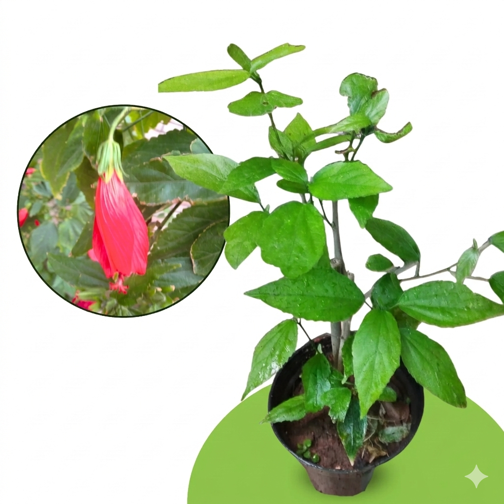 Red Sleeping Hibiscus (Malvaviscus arboreus) Flower Healthy Live Plant - Image 3