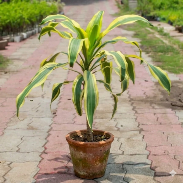 Dracaena Victoria Healthy Indoor Plant