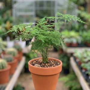 Asparagus Densiflorus Fern Indoor Plant - Image 4