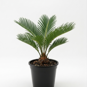 Hybrid Cycas/Sago Palm Ornamental Indoor Plant