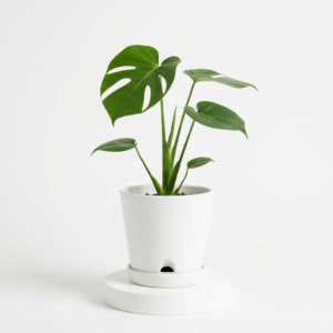 Monstera Deliciosa (Sweet Cheese) Healthy Live Plant