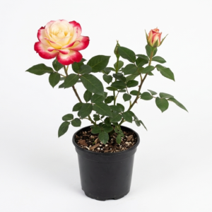 Double Delight Id Hybrid Rose Healthy Plant
