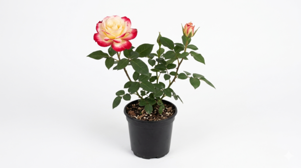 Double Delight Id Hybrid Rose Healthy Plant
