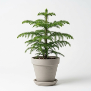 Araucaria/Christmas Ornamental Heathy Plant