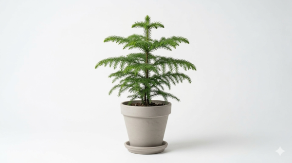 Araucaria/Christmas Ornamental Heathy Plant