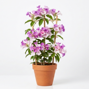 Garlic Vine/Bellulli balli/Vellulli kodi/Lasun Lata Healthy Flower Plant