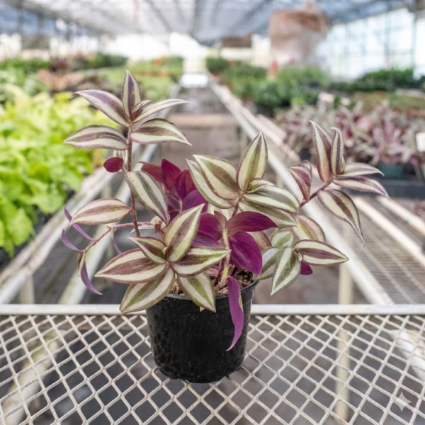 Wandering dude (Tradescantia zebrina) Indoor Healthy Plant