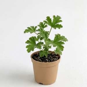 Scented Geranium(citronella) Odomos Indoor Plant