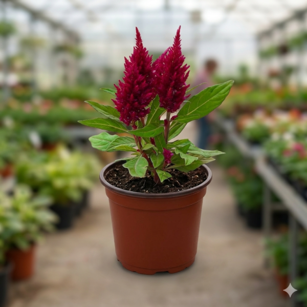Red Celosia Cockscomb/Jata-dhari/Kurdu/Kozhi Poo Healthy Live Plant