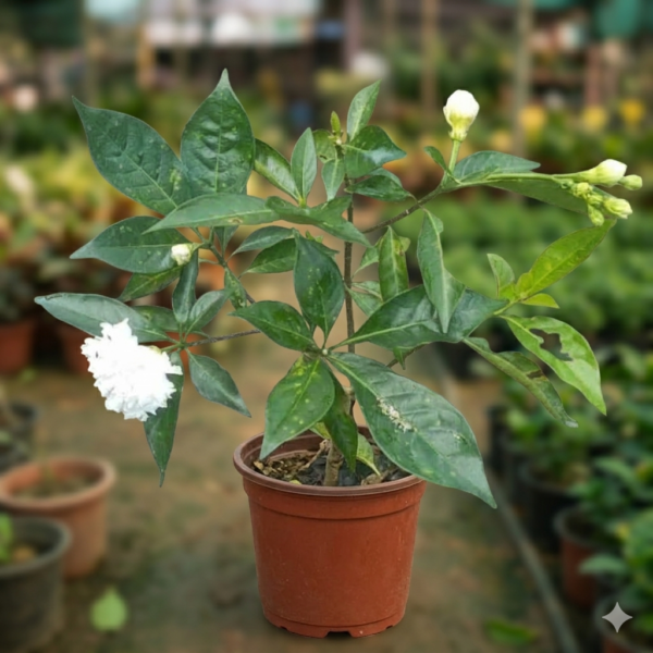 Double Petal Chandni (Tagar) Jasmine Flower Plant